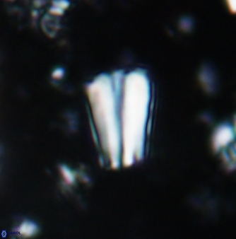 Conusphaera mexicana mexicana 1380