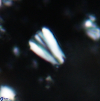 Conusphaera mexicana mexicana 1382