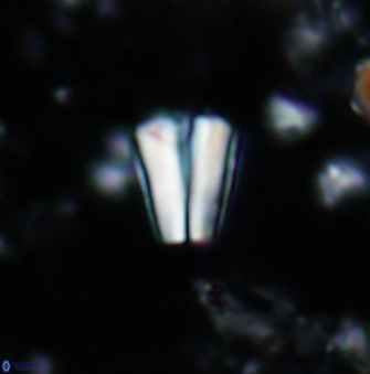 Conusphaera mexicana mexicana 1398