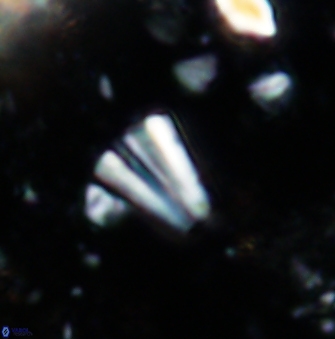 Conusphaera mexicana mexicana 1401