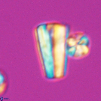 Conusphaera mexicana mexicana 26264