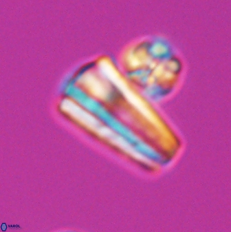 Conusphaera mexicana mexicana 26265