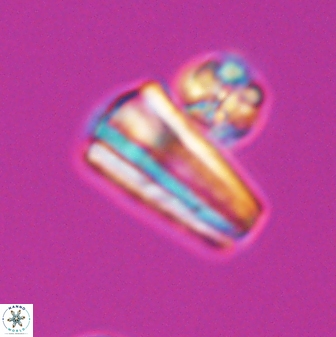 Conusphaera mexicana mexicana 26265