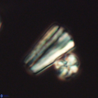 Conusphaera mexicana mexicana 26267