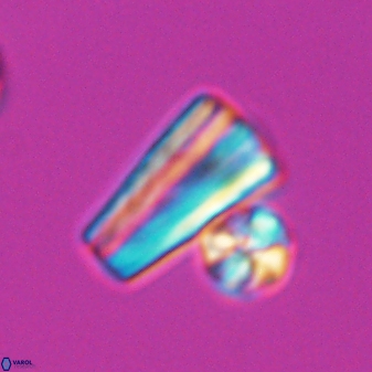 Conusphaera mexicana mexicana 26268