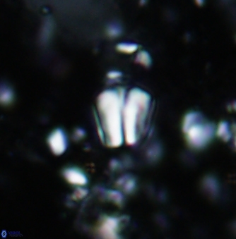 Conusphaera mexicana minor 1384