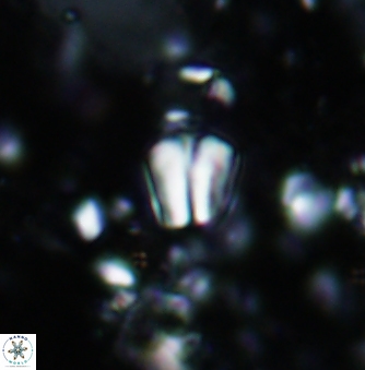 Conusphaera mexicana minor 1384