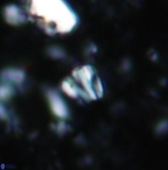 Conusphaera rothii minor 1405