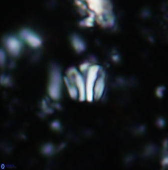 Conusphaera rothii minor 1403