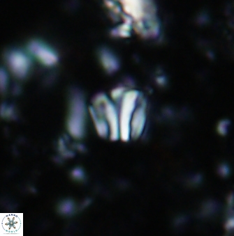 Conusphaera rothii minor 1403