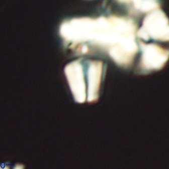 Conusphaera mexicana minor 26257