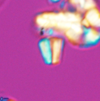 Conusphaera mexicana minor 26258