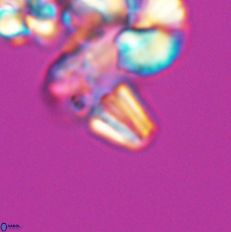 Conusphaera mexicana minor 26259