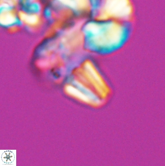 Conusphaera mexicana minor 26259