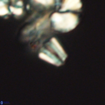 Conusphaera mexicana minor 26260