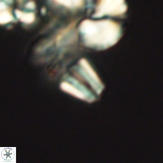 Conusphaera mexicana minor 26260
