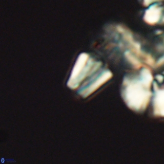 Conusphaera mexicana minor 26261