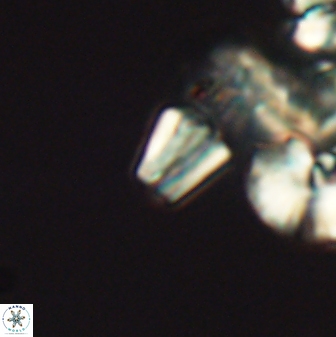 Conusphaera mexicana minor 26261