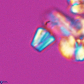 Conusphaera mexicana minor 26262