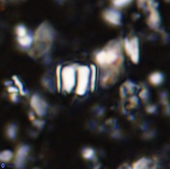 Conusphaera mexicana minor 33259