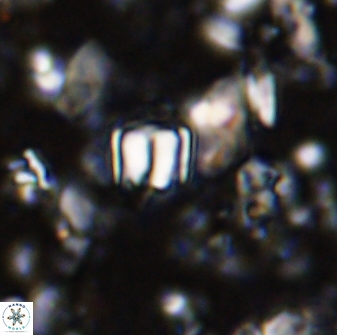 Conusphaera mexicana minor 33259