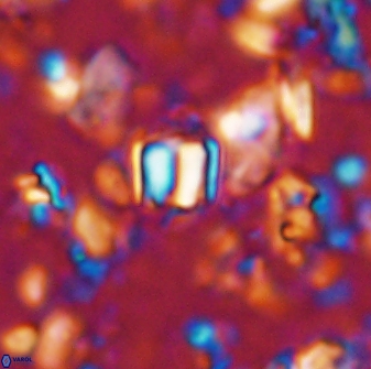 Conusphaera mexicana minor 33260