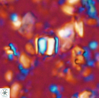 Conusphaera mexicana minor 33260