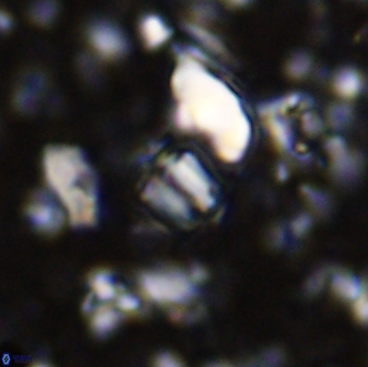 Conusphaera mexicana minor 33261