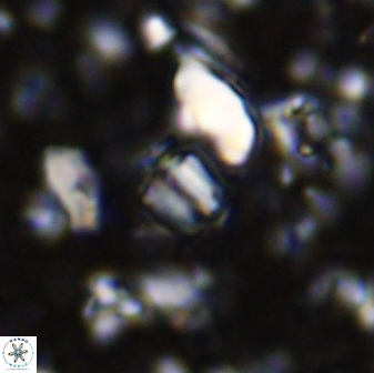 Conusphaera mexicana minor 33261