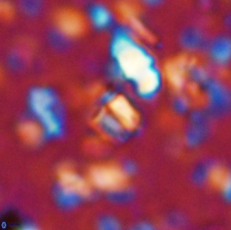 Conusphaera mexicana minor 33262