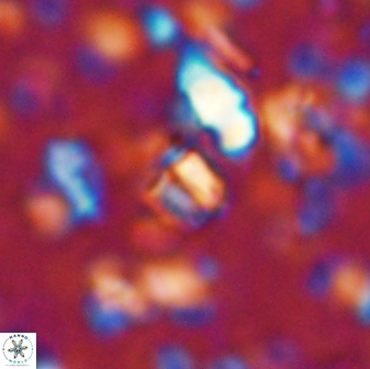 Conusphaera mexicana minor 33262