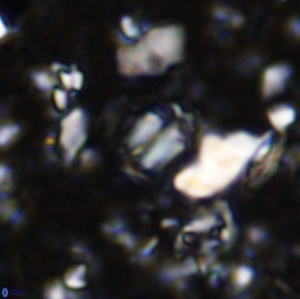 Conusphaera mexicana minor 33264