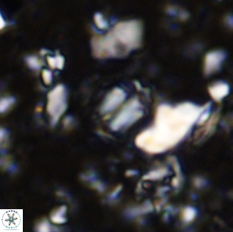Conusphaera mexicana minor 33264