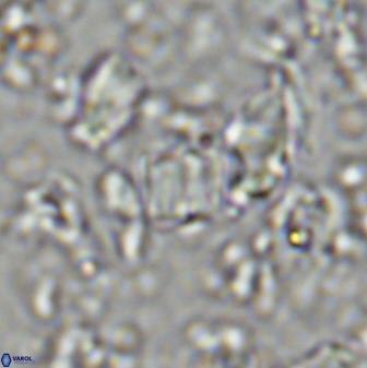 Conusphaera mexicana minor 33265