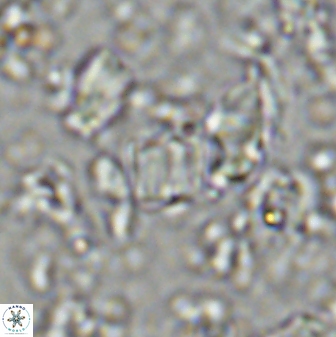 Conusphaera mexicana minor 33265