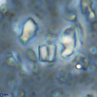 Conusphaera mexicana minor 33266