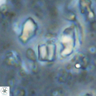 Conusphaera mexicana minor 33266
