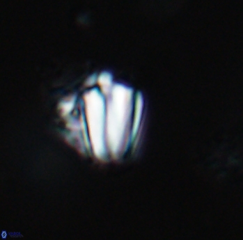 Conusphaera mexicana 19367