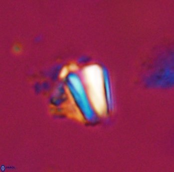 Conusphaera mexicana 19370