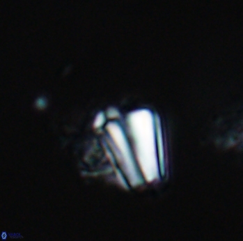 Conusphaera mexicana 19371