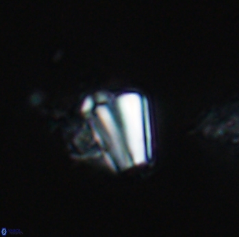 Conusphaera mexicana 19372