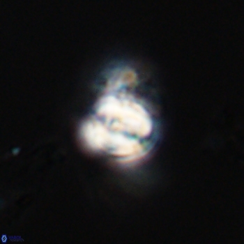 Conusphaera mexicana 19379