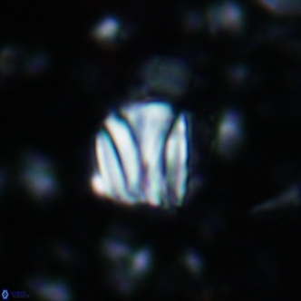 Conusphaera rothi rothii 1248