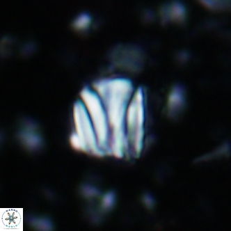Conusphaera rothi rothii 1248