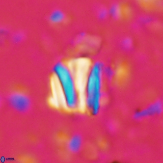 Conusphaera rothi rothii 1249