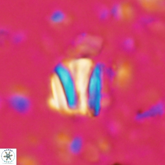 Conusphaera rothi rothii 1249