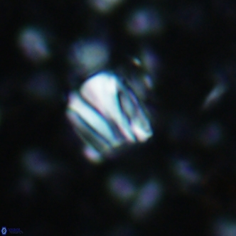 Conusphaera rothi rothii 1250