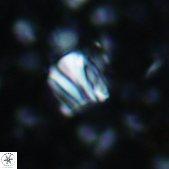 Conusphaera rothi rothii 1250