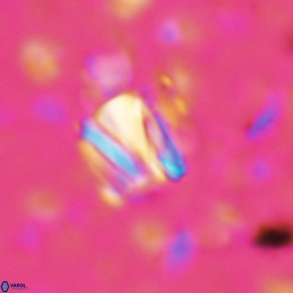 Conusphaera rothi rothii 1251