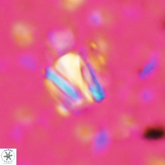 Conusphaera rothi rothii 1251